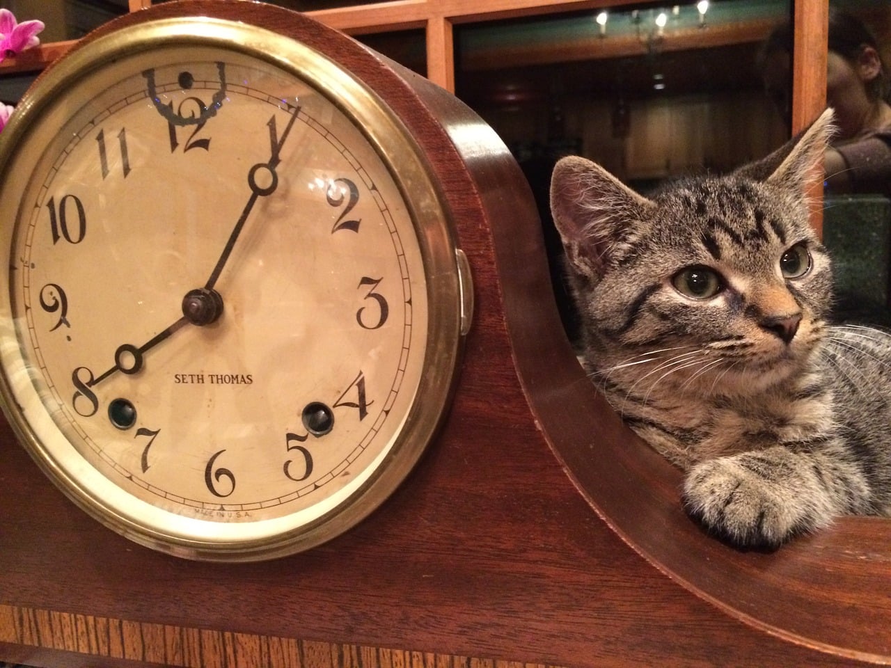 gato lúcido con reloj